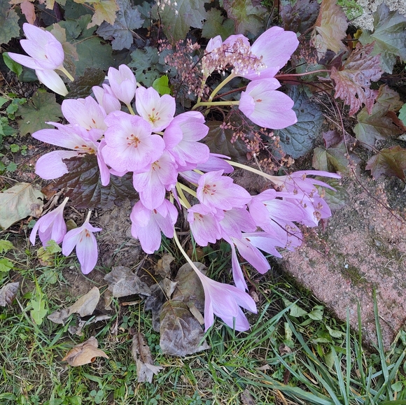 Meet your Posher, Barb - Picture 5 of 8